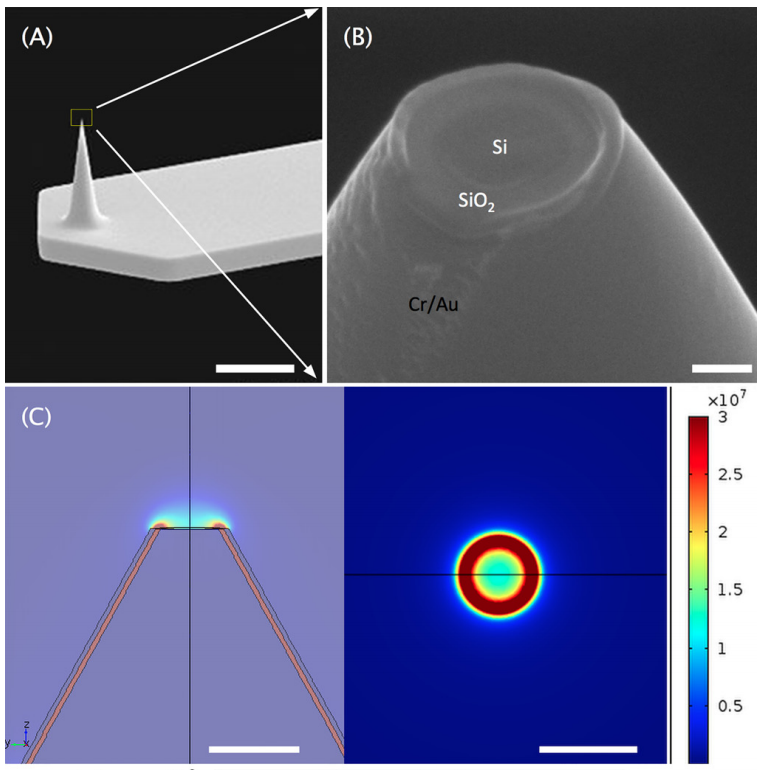 Coaxial Atomic Force Microscope Probes for Dielectrophoresis of DNA