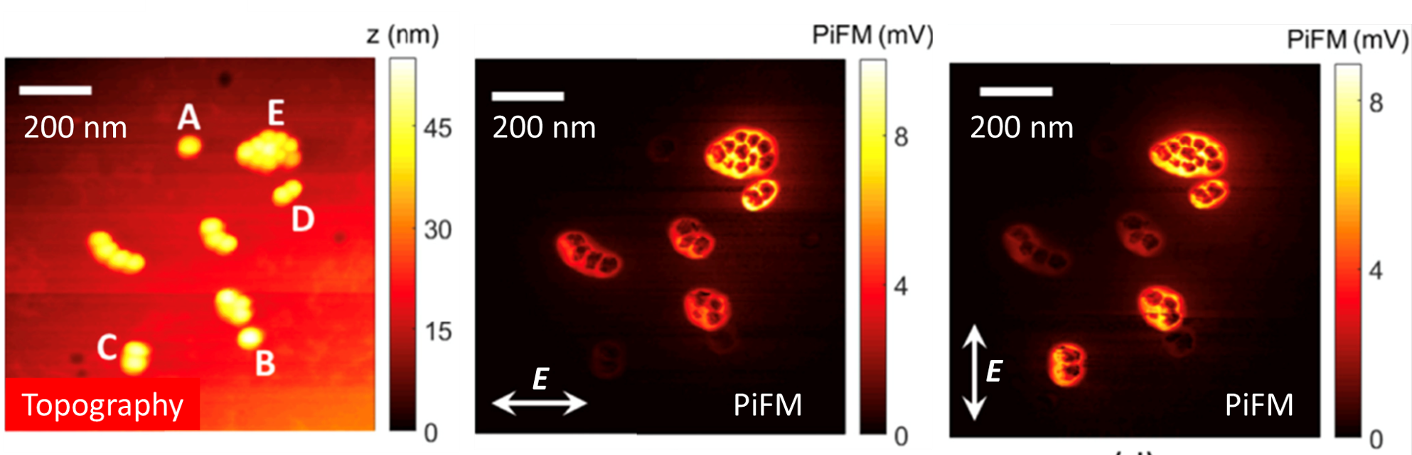 Mapping the near fields of the Au nanoparticles with PiFM